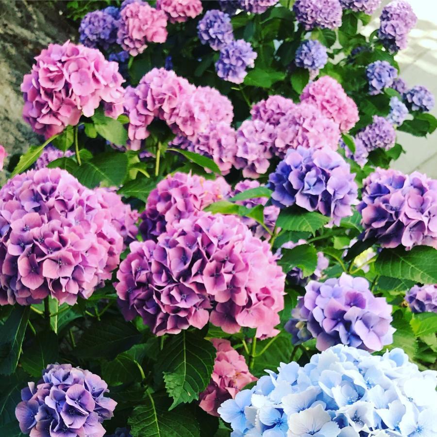 Appartamento Cortile كانوبيو المظهر الخارجي الصورة